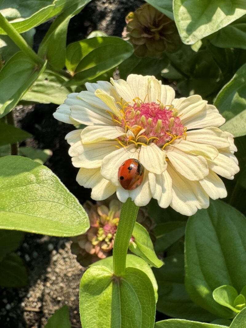 Zinnia Seeds - Sanctuary Blend - Image 5