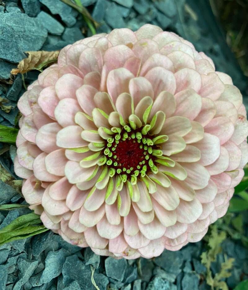 Zinnia Seeds - Sanctuary Blend - Image 7