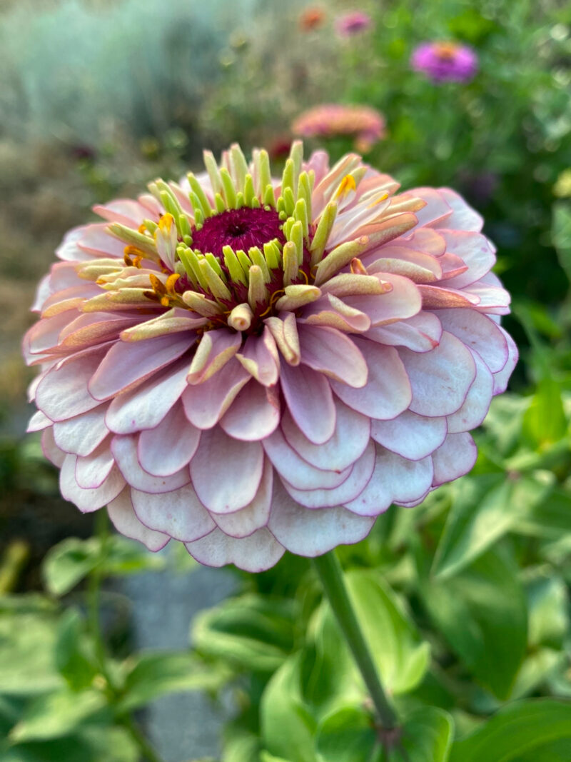 Zinnia Seeds - Sanctuary Blend - Image 6