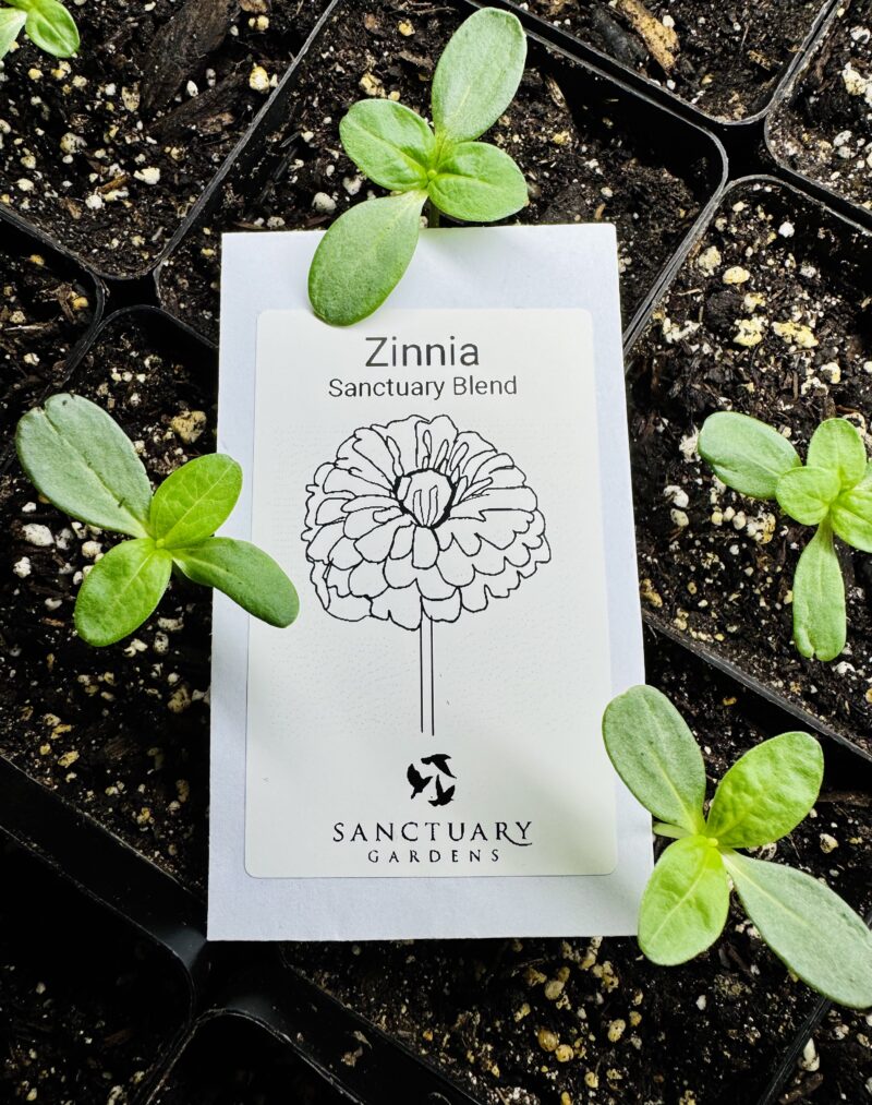 Zinnia Seeds - Sanctuary Blend - Image 2