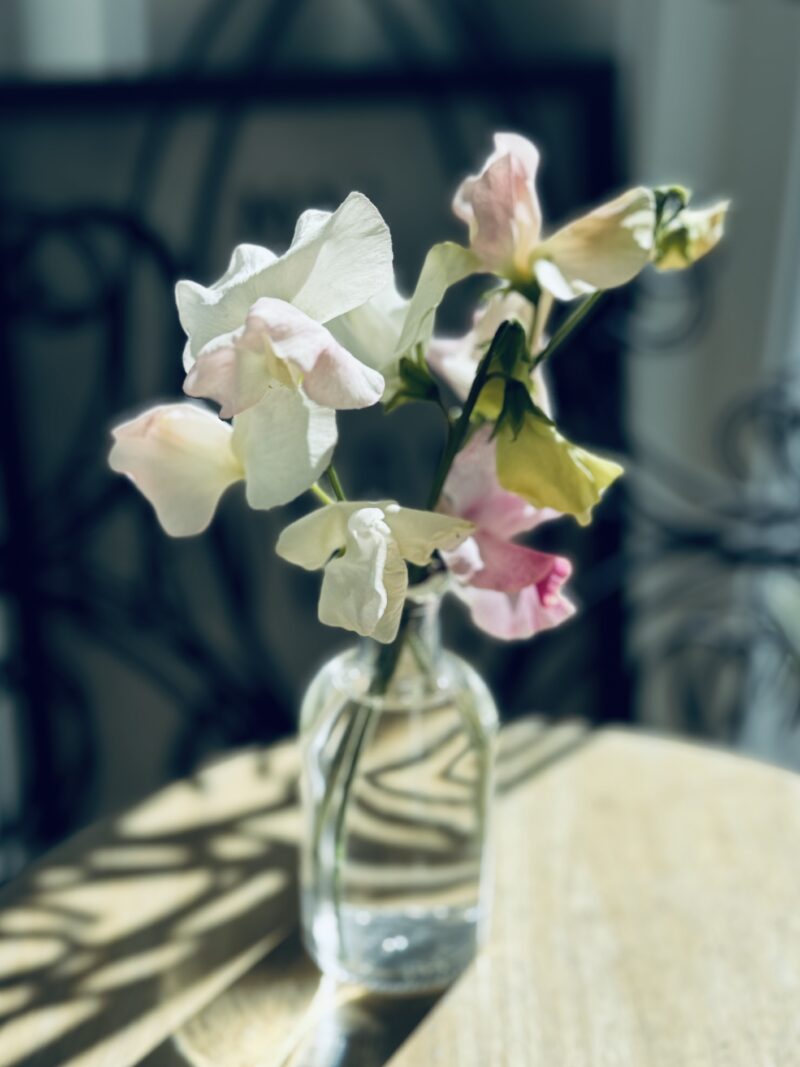 Sweet Pea Seeds - Sanctuary Blend - Image 2