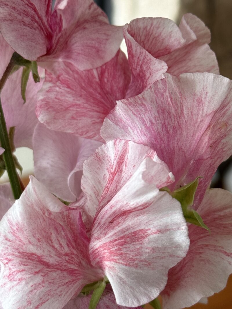 Sweet Pea Seeds - Sanctuary Blend