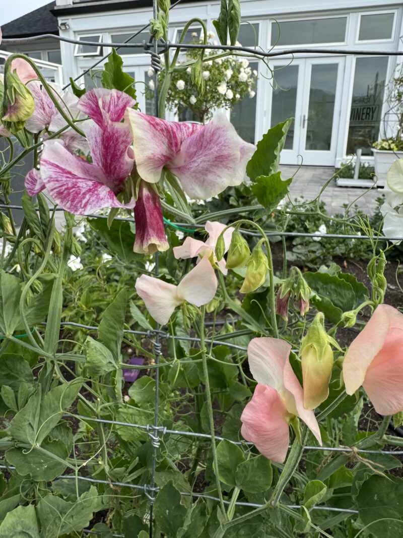 Sweet Pea Seeds - Sanctuary Blend - Image 3