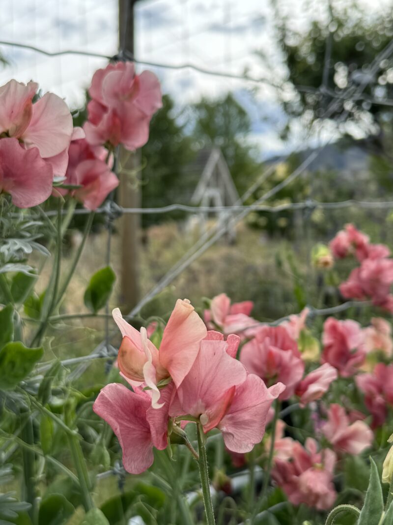 Sweet Pea Seeds - King’s Ransom - Image 2