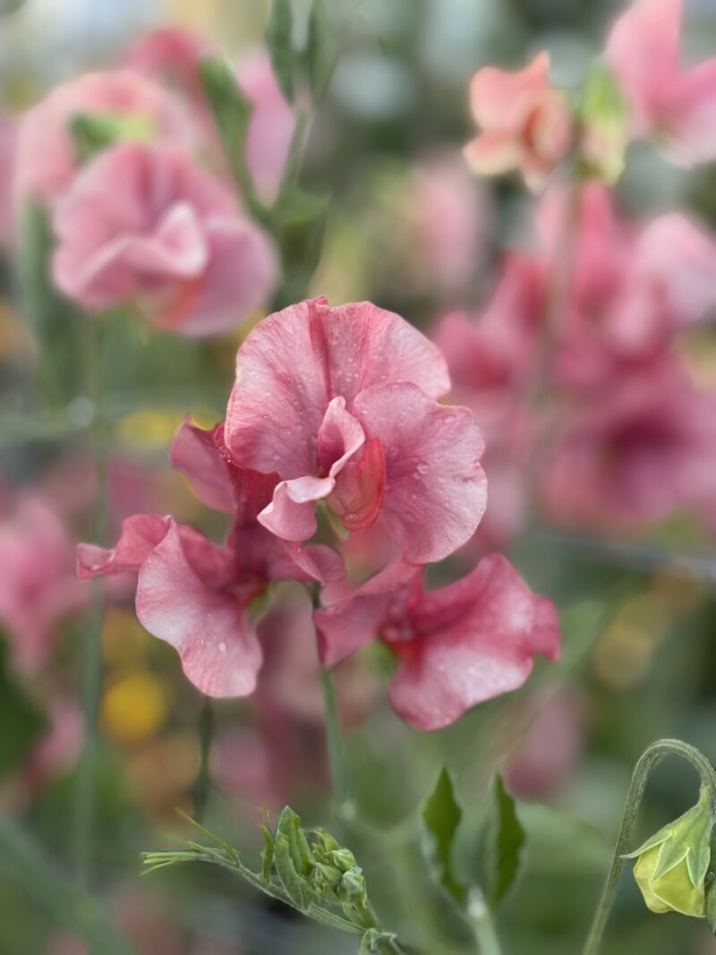 Sweet Pea Seeds - King’s Ransom